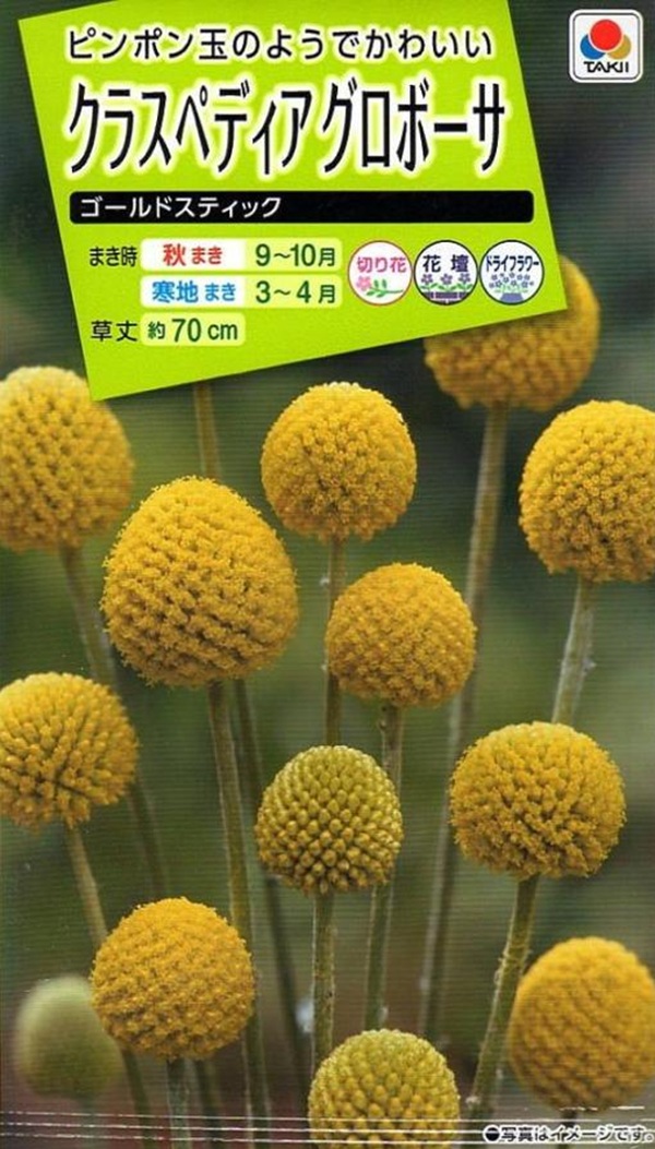 クラスペディアグロボーサ