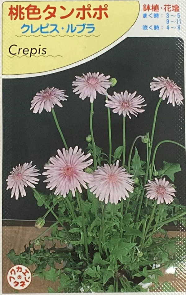 桃色タンポポ　クレピスルブカ