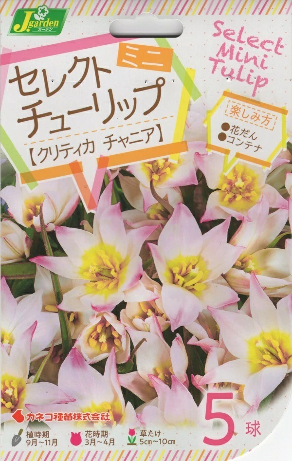 セレクトミニチューリップ クリティカチャニア