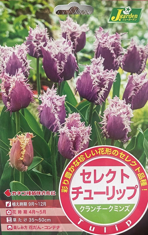 セレクトチューリップ クランチークミンズ