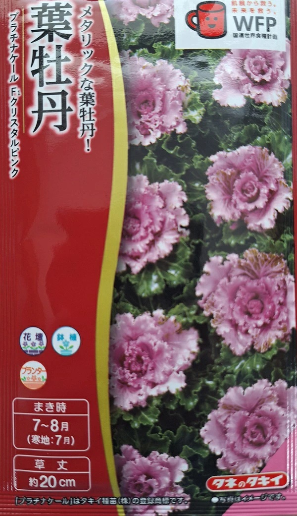 葉牡丹　クリスタルピンク