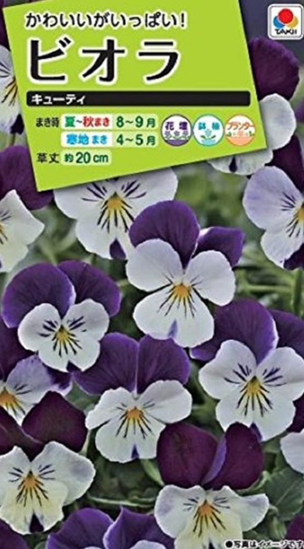 ビオラ キューティ