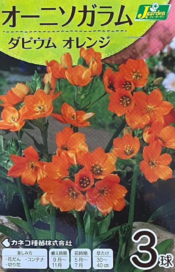 オーニソガラム ダビウムオレンジ