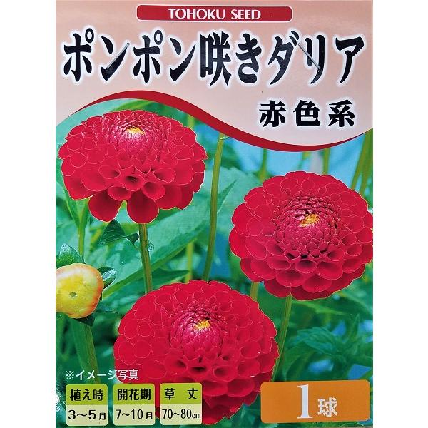 ポンポン咲きダリア 赤色系