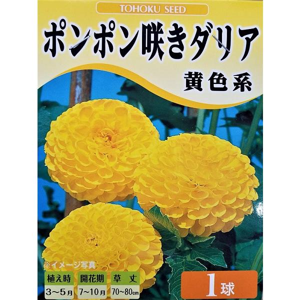 ポンポン咲きダリア 黄色系