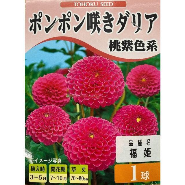 ポンポン咲きダリア 桃紫色系 1球入 トーホクの球根
