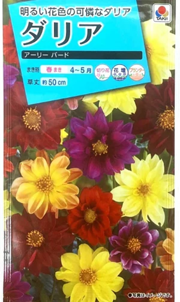 dahlia_earybird