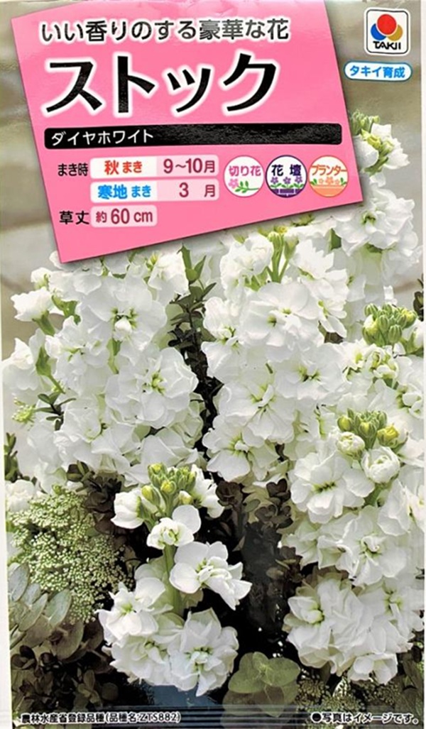 ストック ダイヤホワイト