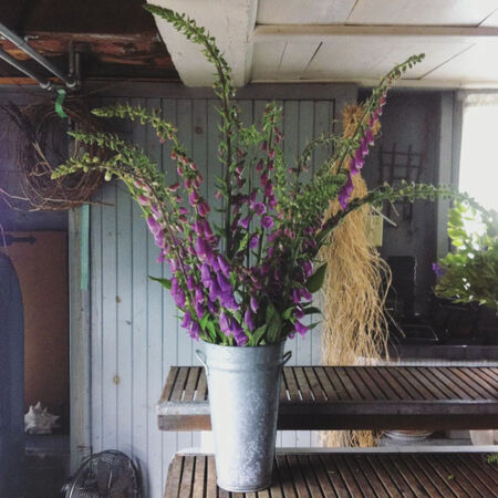 ジギタリス ダルメシアン パープル