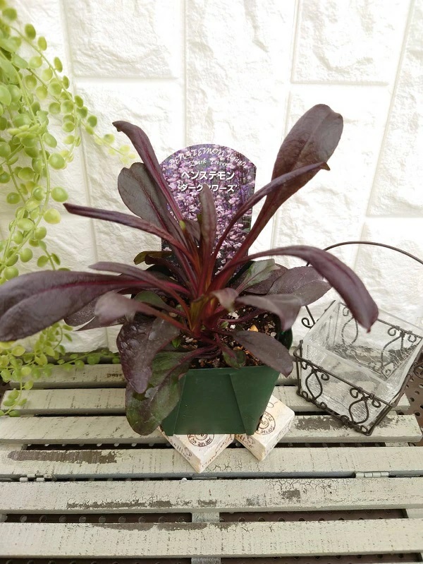 ペンステモン　ダークタワーズ