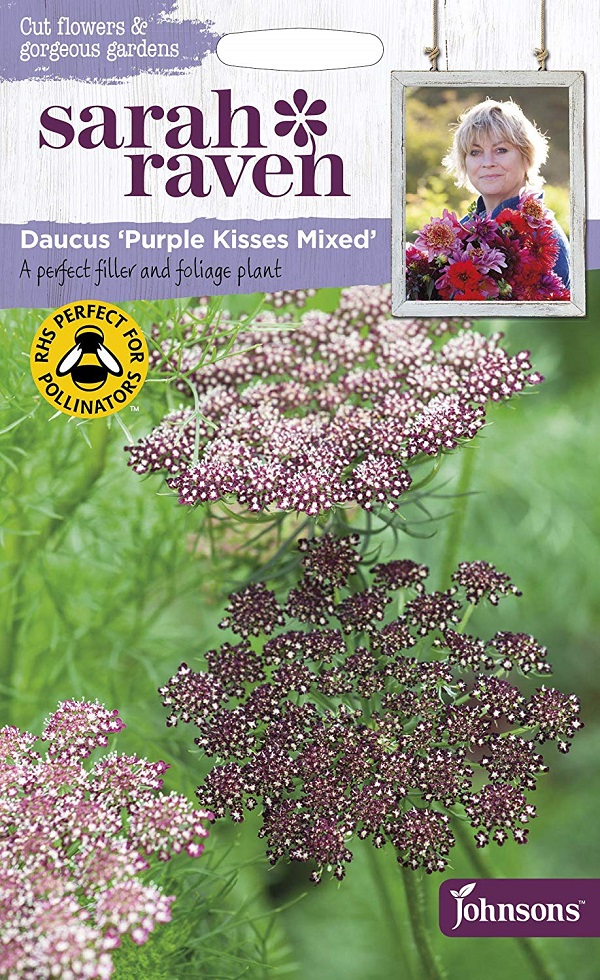 daucus purple kisses mixed