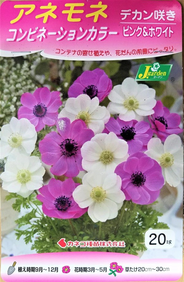 アネモネデカンピンクホワイト