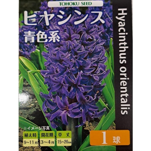 ヒヤシンス　デルフトブルー