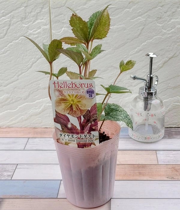 花苗 クリスマスローズ ダイヤモンドダスト 10.5cmポット 1