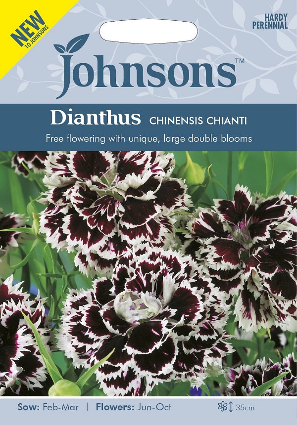 dianthus chinensis chianti