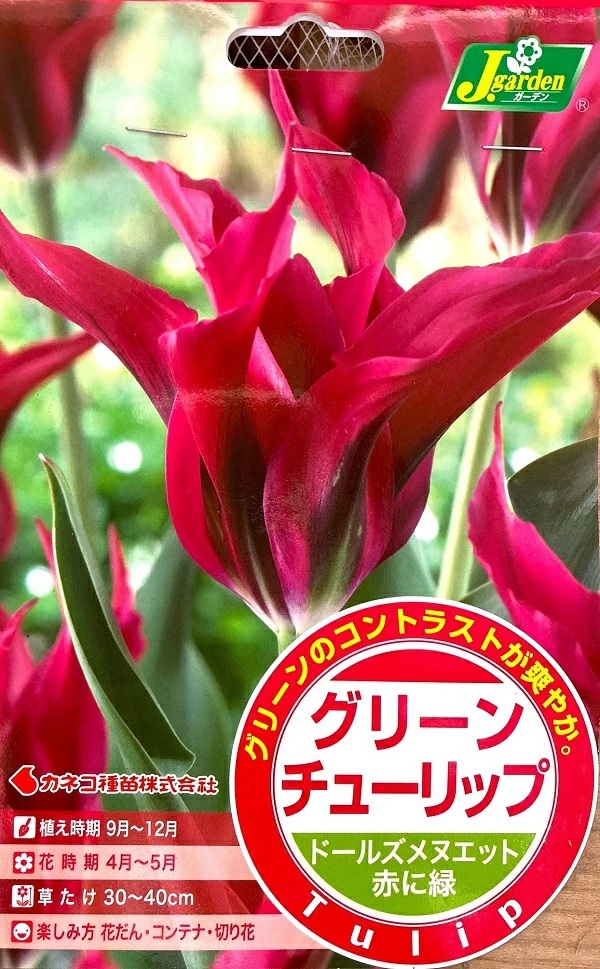 グリーンチューリップ ドールズメヌエット