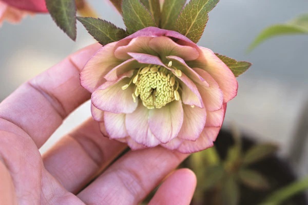 クリスマスローズ2年生苗　dd多弁アプリコット自然交配　4号鉢　おまけ付 楽天市場】クリスマスローズ 多弁ダブル アプリコット系 大苗 : お