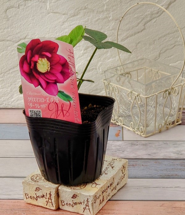 花苗】 オリエンタリスハイブリッド苗 クリスマスローズ ダークレッド