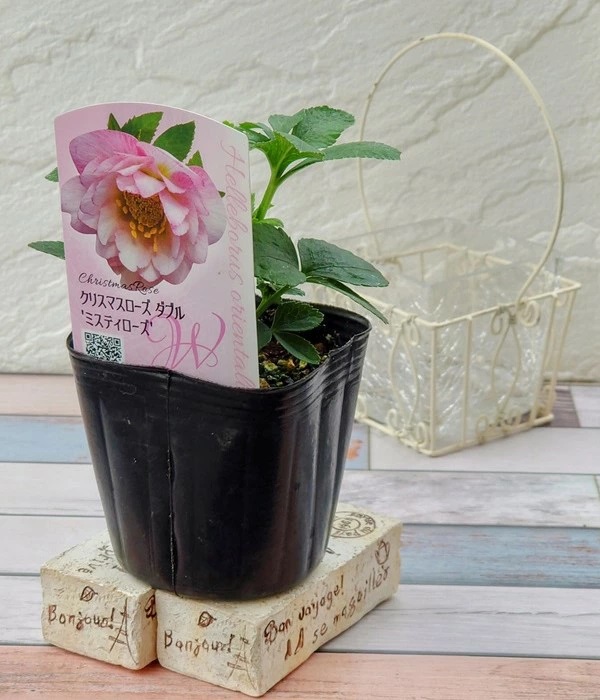 花苗】 オリエンタリスハイブリッド苗 クリスマスローズ ミスティ