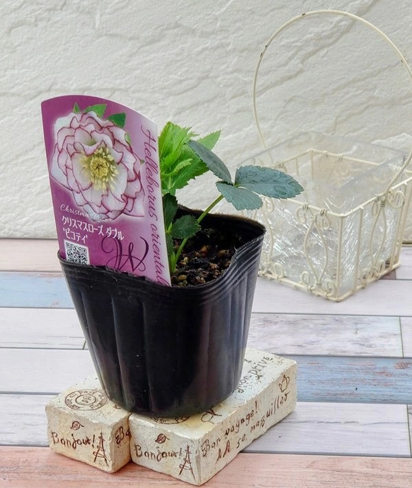 花苗】 オリエンタリスハイブリッド苗 クリスマスローズ ピコティー