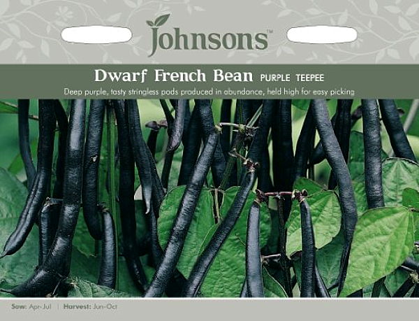 dwarf_bean_purple_teepee