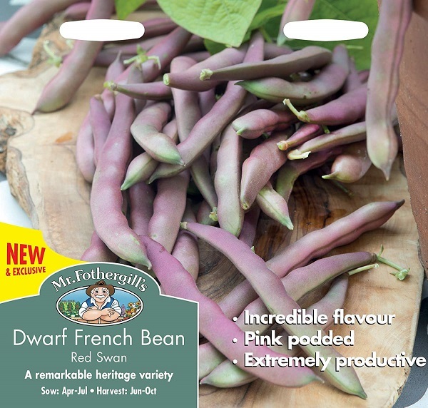 dwarfbean-redswan