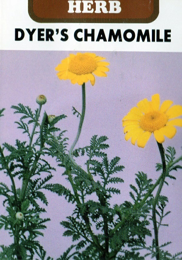 ダイヤーズカモミール