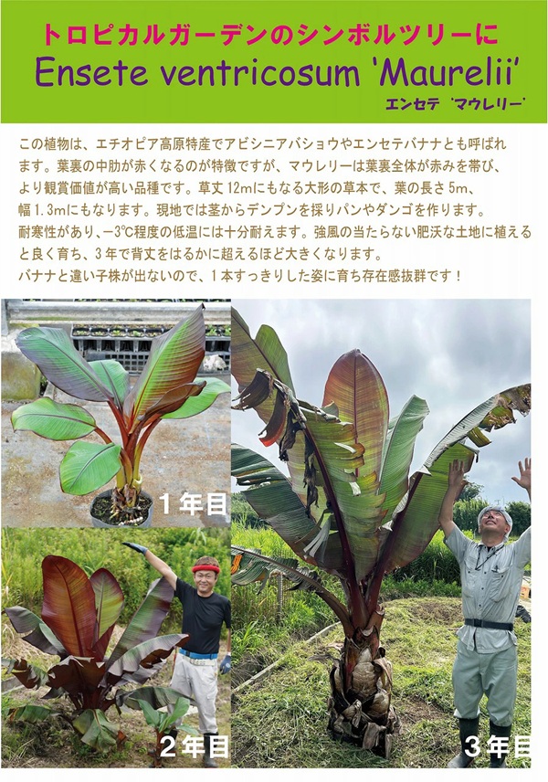 アビシニアバショウ（エンセテ） マウレリー3