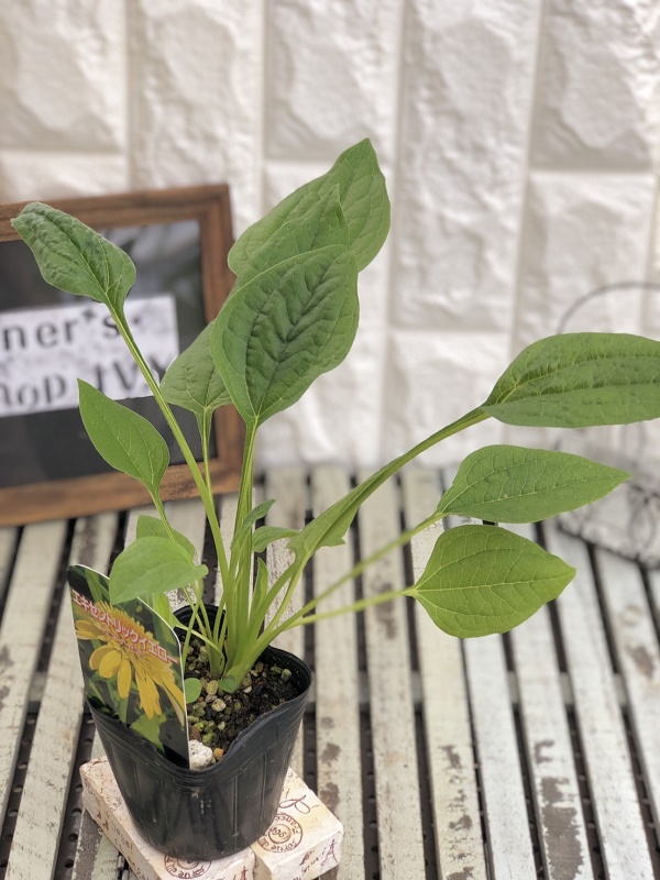 エキナセア　エキセントリックイエロー