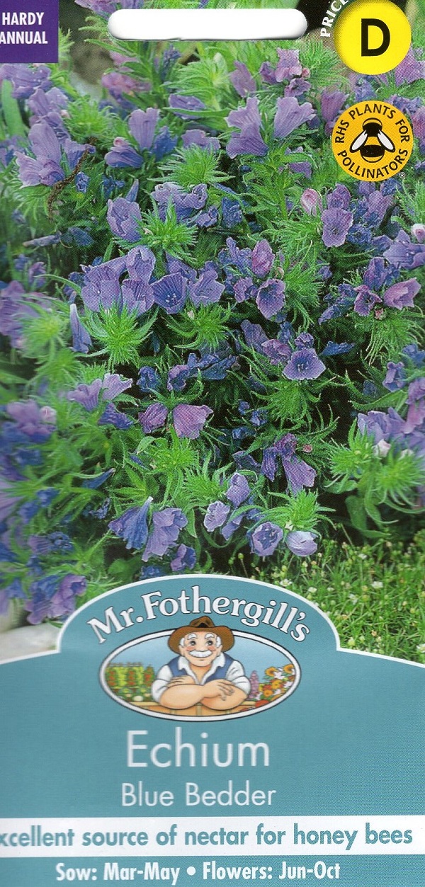 echium-bluebedder