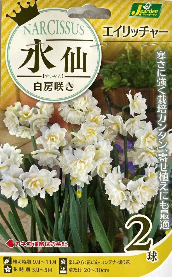 水仙　エイリッチャー