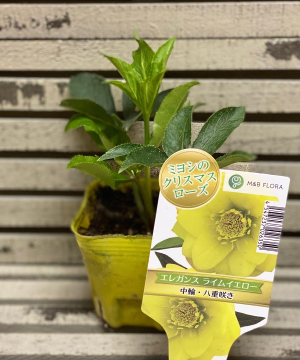クリスマスローズ　エレガンス　ライムイエロー2