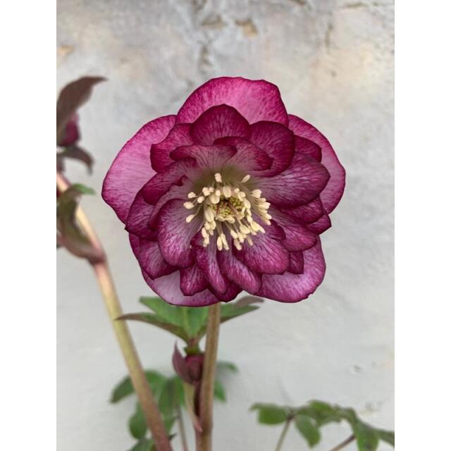 クリスマスローズ エレガンス ルージュクリスタル