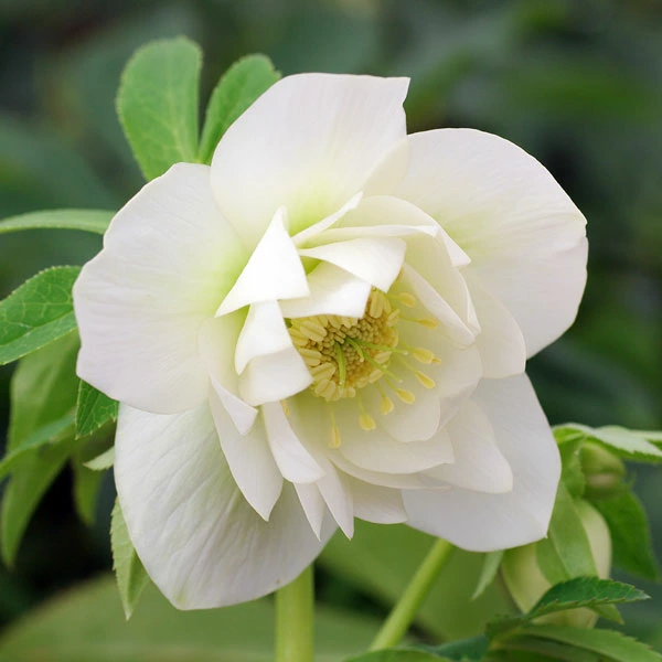 ミヨシのクリスマスローズ エレガンス アイス