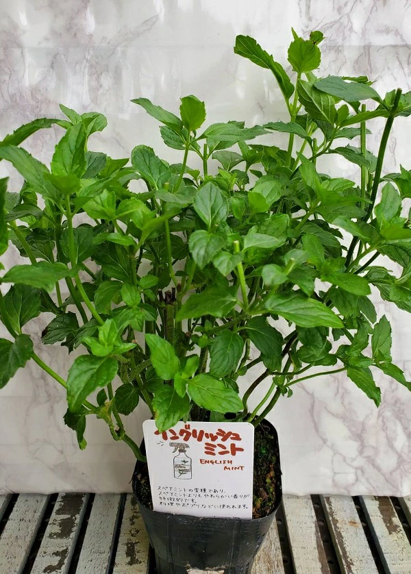 イングリッシュミント