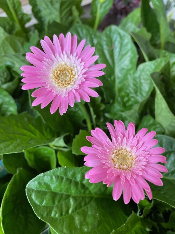 宿根ガーベラ　フェミー