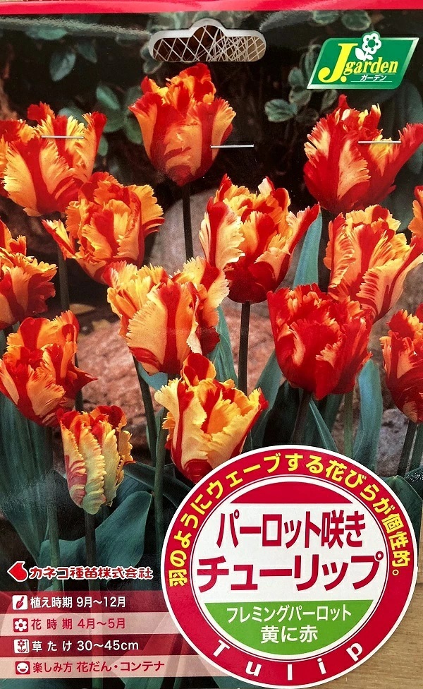 花球根 パーロット咲き チューリップ フレミングパーロット 4球入 カネコ種苗の球根　