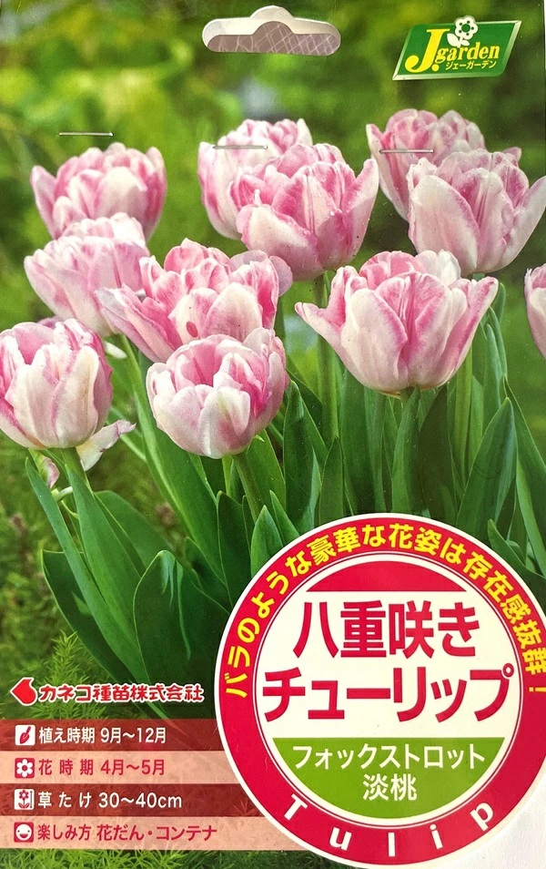八重咲きチューリップ フォックストロット