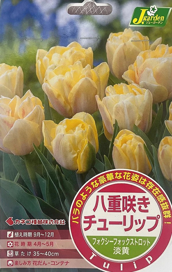八重咲きチューリップフォクシーフォックストロット