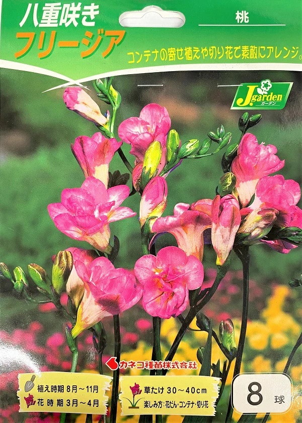 八重咲きフリージア　桃