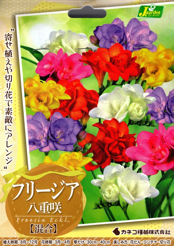 フリージア 八重咲き 混合