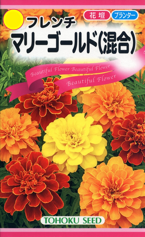 フレンチマリーゴールド(混合)