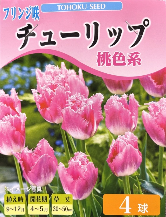 フリンジ咲きチューリップ桃色系