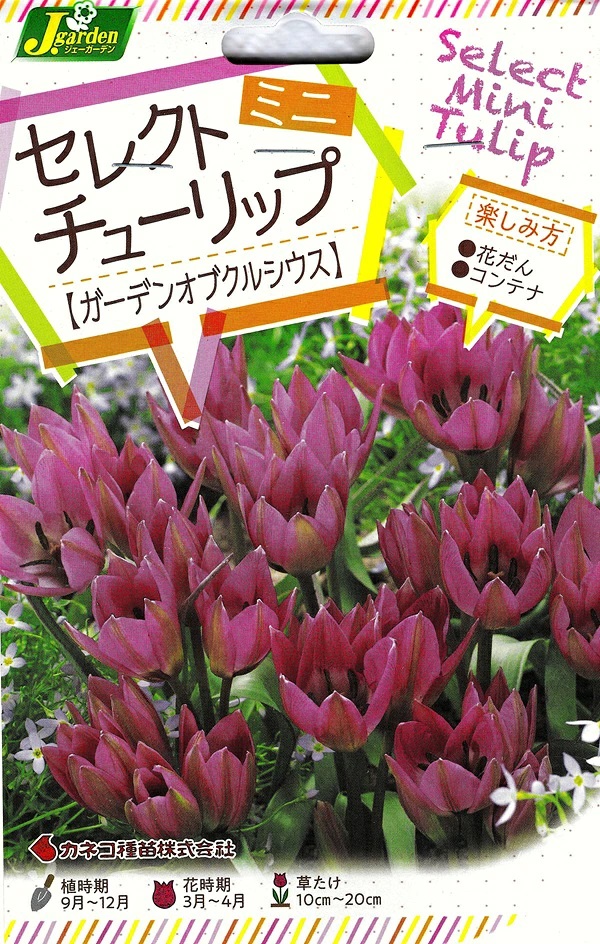セレクトミニチューリップガーデンオブクルシウス