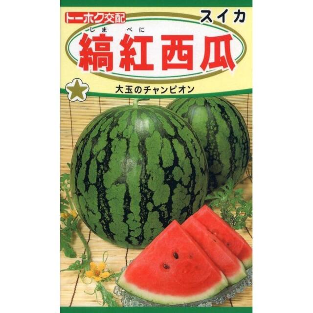 縞紅西瓜トーホク