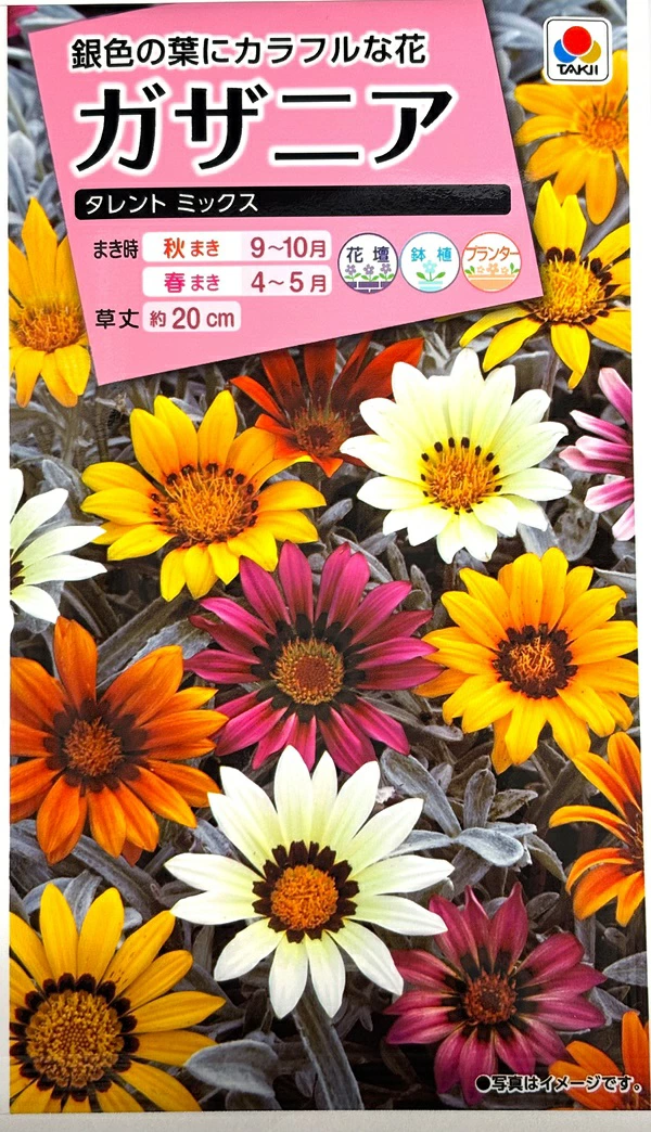 ガザニアタレントミックス