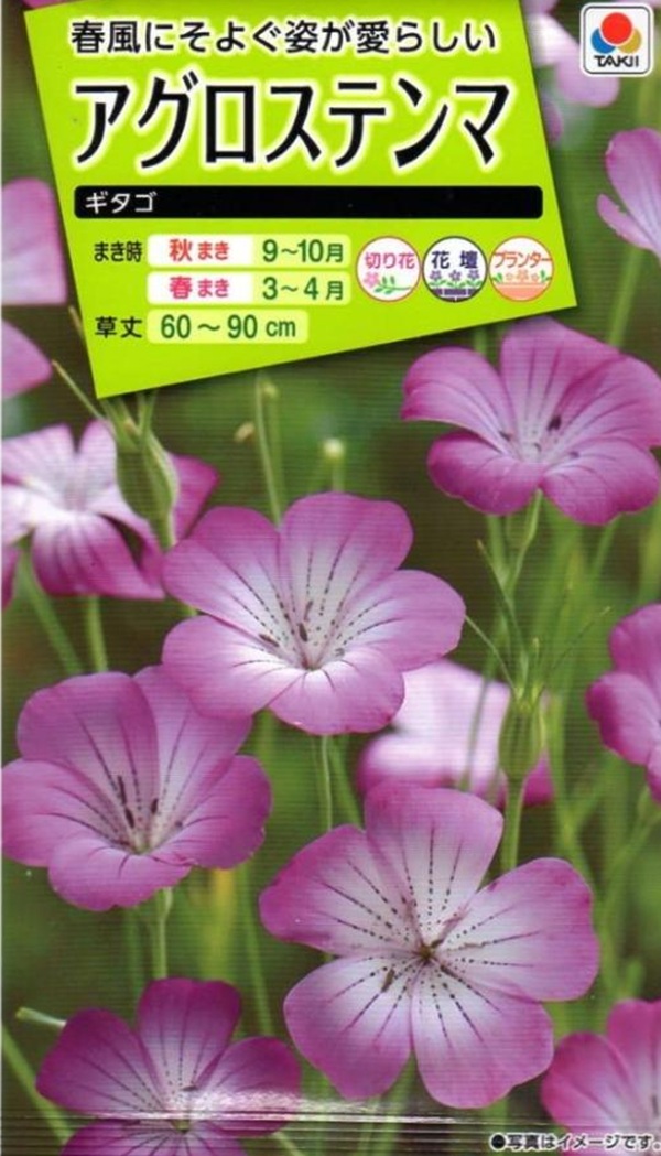 アグロステンマ ギタゴ