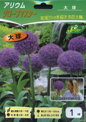 アリウム グローブマスター