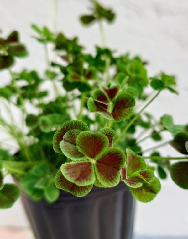 エンジェルクローバー　グロリアス