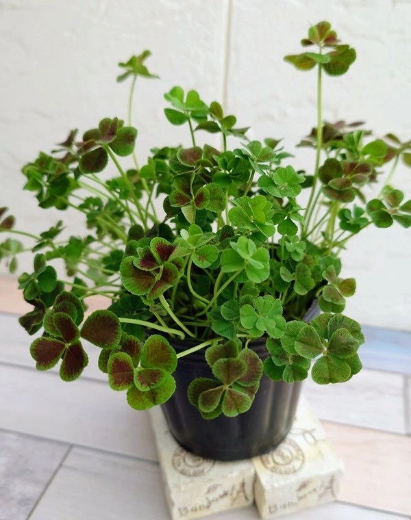 エンジェルクローバー　グロリアス